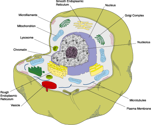 reparace a hojení ran 1 cytologie buňky plazmatická membrána jádro mitochondrie endoplazmatické retikulum, ribozomy, Golgiho komplex cytoskelet 2 Stavba organizmu
