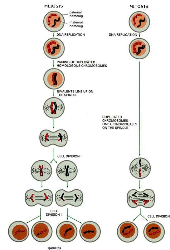 rozdělení sesterských chromozomů = aneuploidie (změna počtu chromosomů v sadě) monosomie trisomie (autosomů i gonosomů) Downův sy. (47, XX/XY + 21) Edwardsův sy.