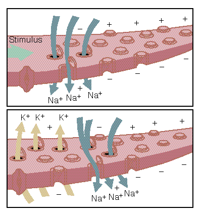 ionty tok podle elektrochemického gradientu vrátkování ( gating ) elektrické ligandem mechanické změny koncentrace Ca2+ a H+ ( gap junctions ) podmiňují membránový potenciál aktivní =