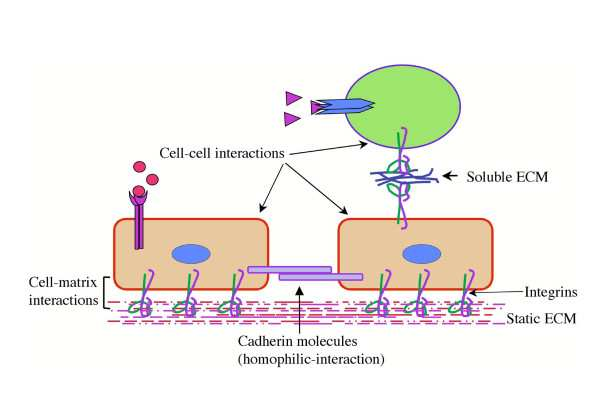 molekuly) prostřednictvím kateninů vázány k cytoskeletu membránových a nitrobuněčných