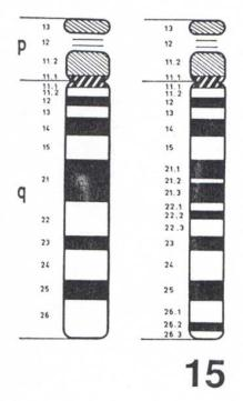 13 Vzory chromosomů s G