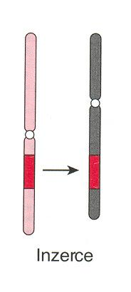 strukturní přestavby inzerce nereciproký typ translokace - segment z jednoho chromosomu je odstraněn a vložen do jiného chromosomu buď ve své původní orientaci nebo opačné - k jejich vzniku jsou