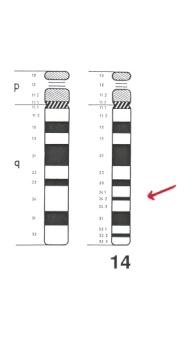 1995) Reálné chromosomy