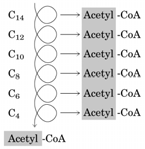 METABOLICKÉ ROCESY 13 C-MTG DECHOVÝ TEST s 13 C - MIXED TRIGLYCERIDY ANKREATICKÁ LIÁZA 1,3 DI - STEAROYL O CH 2 -O-C-(CH 2 ) 16 -CH 3 O 2 - ( 13 C) - OCTANOYL CH - O - 13 C-(CH 2 ) 6 -CH 3 O CH 2