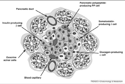 ENDOKRINÍ - EXOKRINNÍ ANKREAS ENDOKRINNÍ ANKREAS LANGERHANSOVY OSTRŮVKY 7 EXOKRINNÍ ANKREAS ENDOKRINNÍ ANKREAS 8 Robert Sorenson and Todd Clark