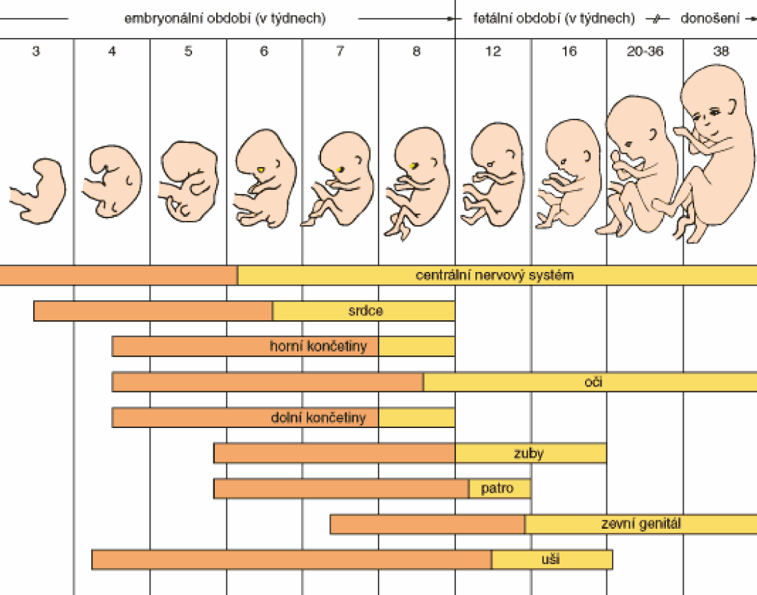 Obr. 7 Prenatální vývoj jedince (Modrá, 2011) Období novorozenecké Po narození má páteř kyfotický tvar mírně zaoblený oblouk, na těle jsou rudimenty zbytky fylogenetického vývoje.
