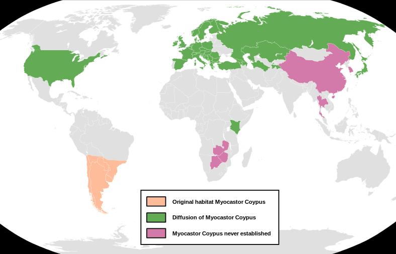 1 2 3 Obr. 1 Výskyt nutrií (Wikipedie, 2012) 1 původní výskyt nutrií 2 rozšíření výskytu nutrií 3 výskyt nutrií nezdařen 3.