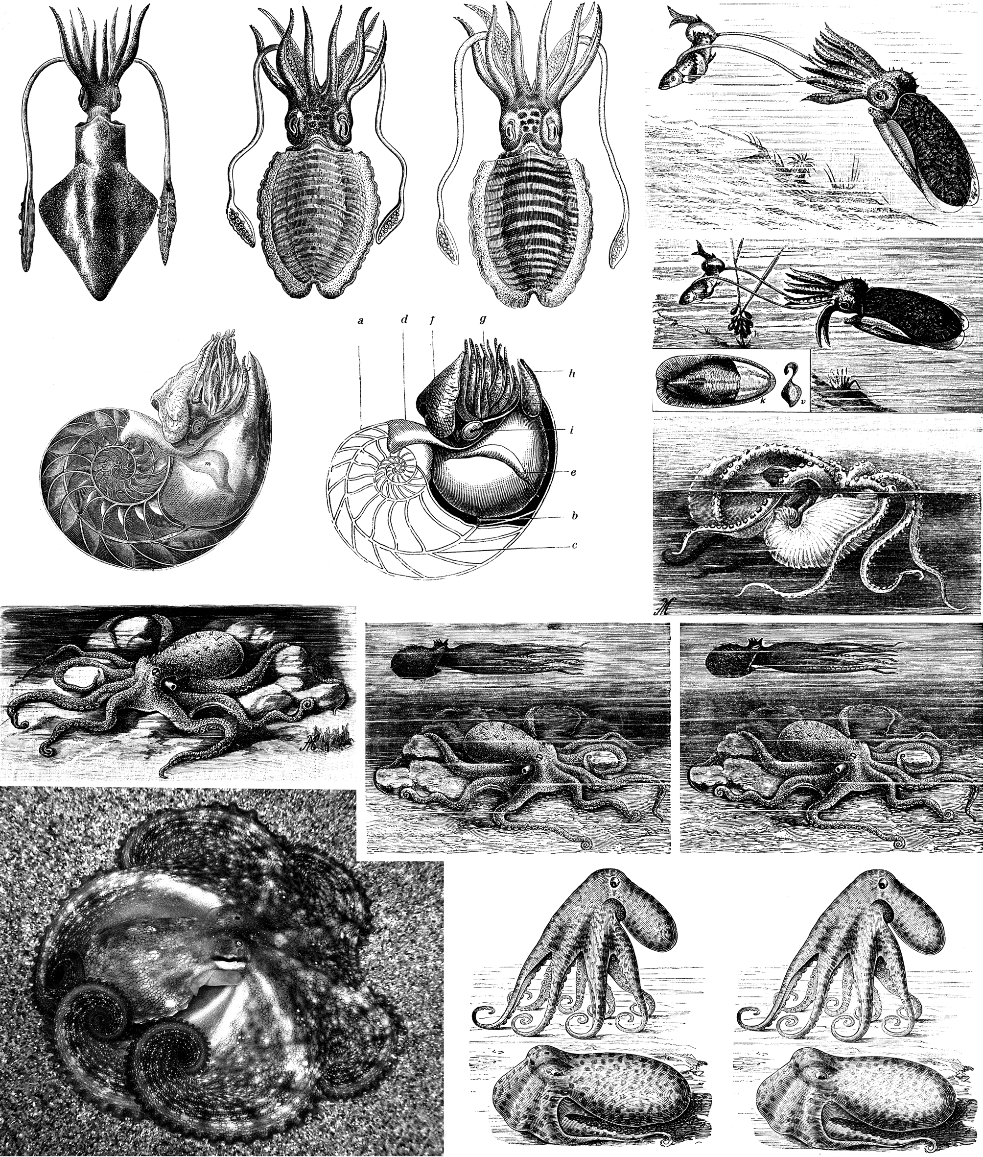 BIOLOGIE 4 1 2 3 5 6 7 8 9 10 11 12 13 14 Obr. 1 Vybrané ilustrace z učebnic. 1 3 Sépie obecná z Friče (1882), Pokorného (1894) a Pastejříka (1936).