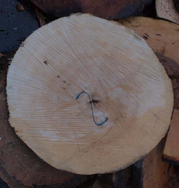 Pro převážnou část dřevin, především pro cenné listnáče, jsou to zimní měsíce.