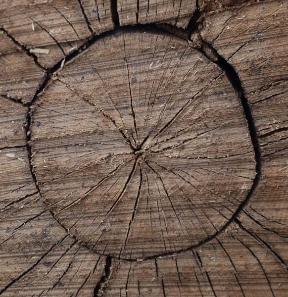vnitřního pnutí jako důsledek dlouho působících extrémních teplot, zejména na suchých lokalitách. Vznikají nejčastěji v místech zarostlého poranění, kde mrtvé dřevo nemůže srůst se závitkovou zónou.