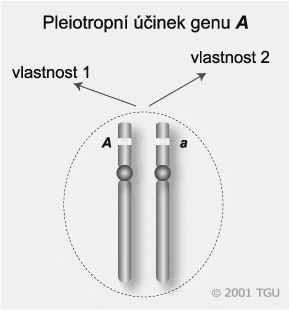 Protože jsme však získali myšky jak žluté tak šedé v poměru 1:1, žlutá musí být dominantní k šedé. Takže jaké jsou genotypy dvou myších populací?