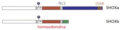 Obr. 4: Struktura genu SHOX: homeodoména, OAR doména, umístění jaderného lokalizačního signálu ( nuclear localisation signal, NLS) skládajícího se z pěti aminokyselin AKCRK, místo nejčastější