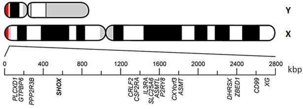 Obr. 1: Chromozomová lokalizace genu SHOX (převzato z Binder 2011). Na distálních koncích ramének pohlavních chromozomů X a Y můžeme kromě PAR1 oblasti nalézt i oblast PAR2.