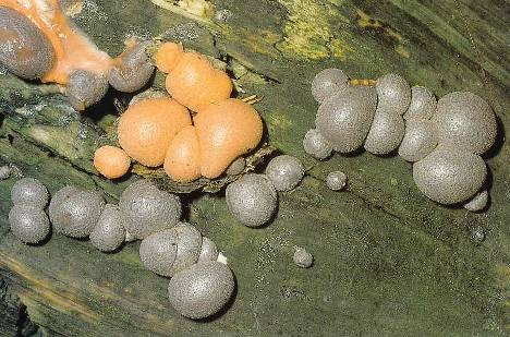 Lycogala epidendrum (vlčí mléko oranžové) Aethalia