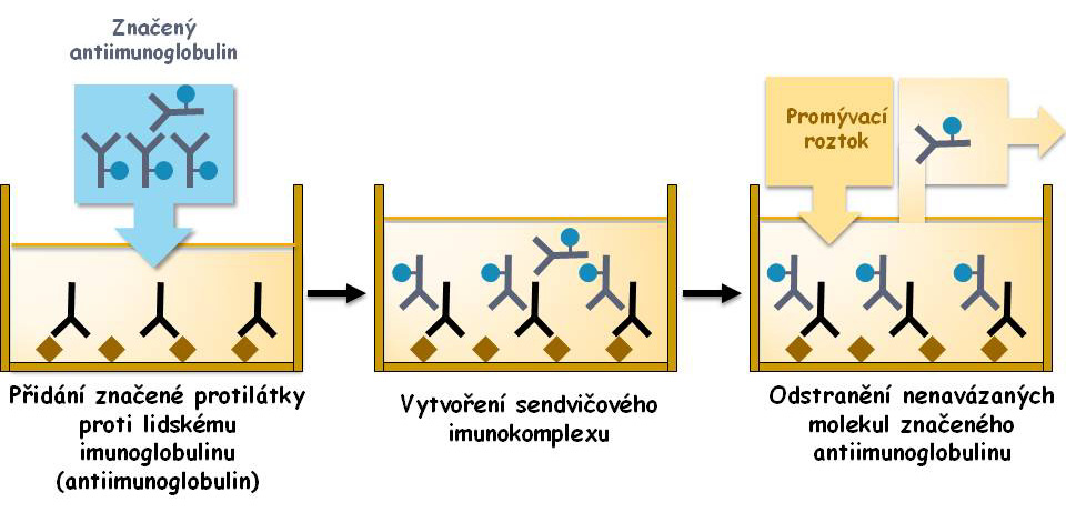 vzorku na antigen zakotvený na stěně jamky Druhý krok: