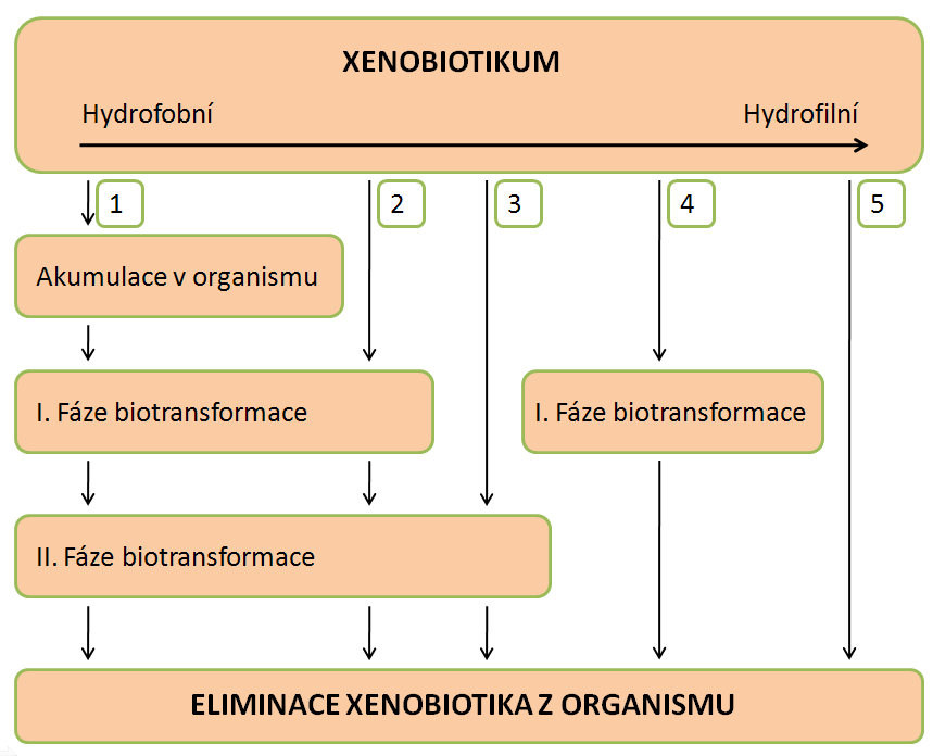 Úvod γ-glutamylového a glycylového zbytku s následnou acetylací za vzniku N- acetylcysteinového konjugátu [16]. Obecně neplatí, že všechna xenobiotika podstupují první i druhou fázi biotransformace.