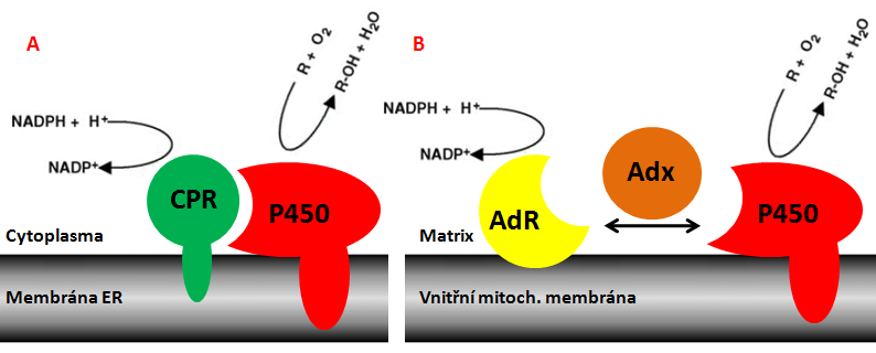 Úvod V případě mitochondriálních cytochromů P450 je to FeS protein adrenodoxin, redukovaný NADPH:adrenodoxin reduktasou (obr. 3B) [27].