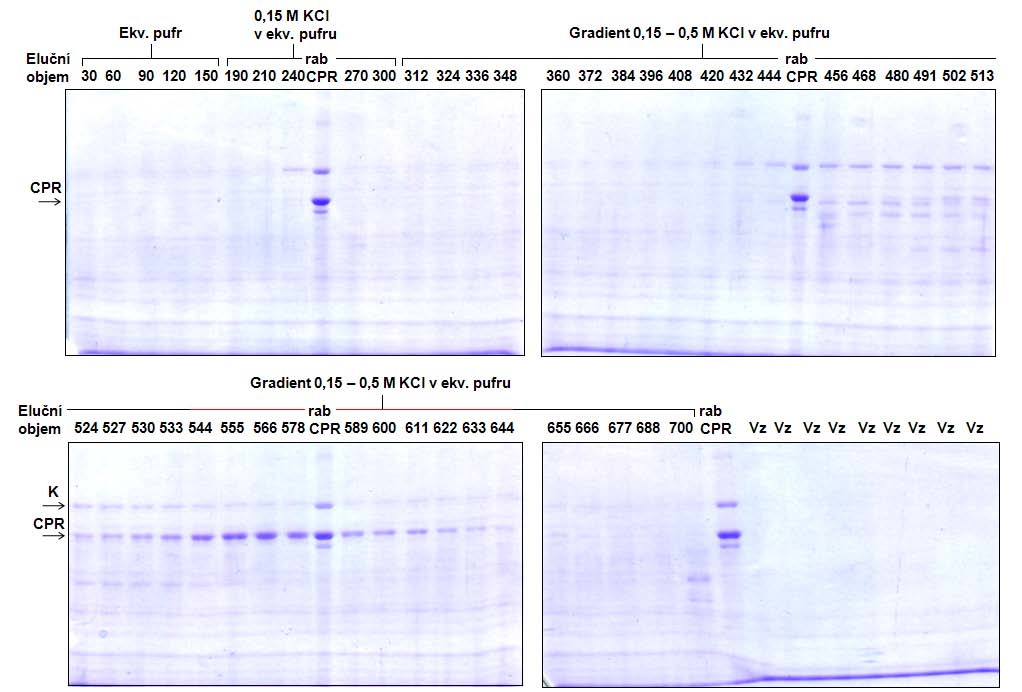 Výsledky a diskuse Obr. 21 SDS elektroforéza frakcí z průběhu rechromatografie na koloně DEAE Sepharosy (wtcpr) Čísla vyjadřují příslušné eluční objemy frakcí v průběhu chromatografie.