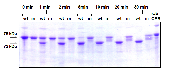Výsledky a diskuse 5.6 Porovnání proteolytické stability wtcpr a mcpr 5.6.1 Porovnání proteolytické stability purifikovaných forem wtcpr a mcpr Proteolýza wtcpr a mcpr probíhala za podmínek popsaných v kap.