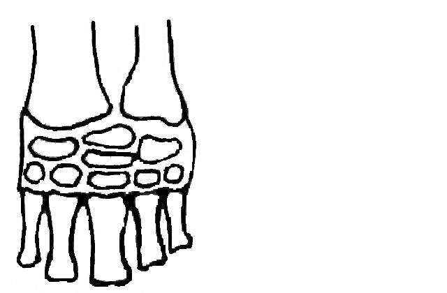2.3 Fylogenetický vývoj lidské nohy Lidská noha nedospěla k svému dnešnímu tvaru hned, ale dlouhým vývojem, který trval miliony let. Lidská noha je typická pětiprstá trojčlánková končetina.