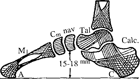 talus přijímá všechny síly přenášené na noze a posílá je na klenbu nožní calcaneus je v kontaktu s podložkou jen v zadní části. Mediální oblouk udržuje svůj konkávní tvar pomocí svalů a vazů.