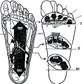 Obrázek 10. Transversální oblouk klenby nožní A, B, C opěrné body klenby nožní, FDB m. flexor digitorum brevis, Ab. H m. abductor hallucis, Ad. H m. adductor hallucis, Ab. 5 m.