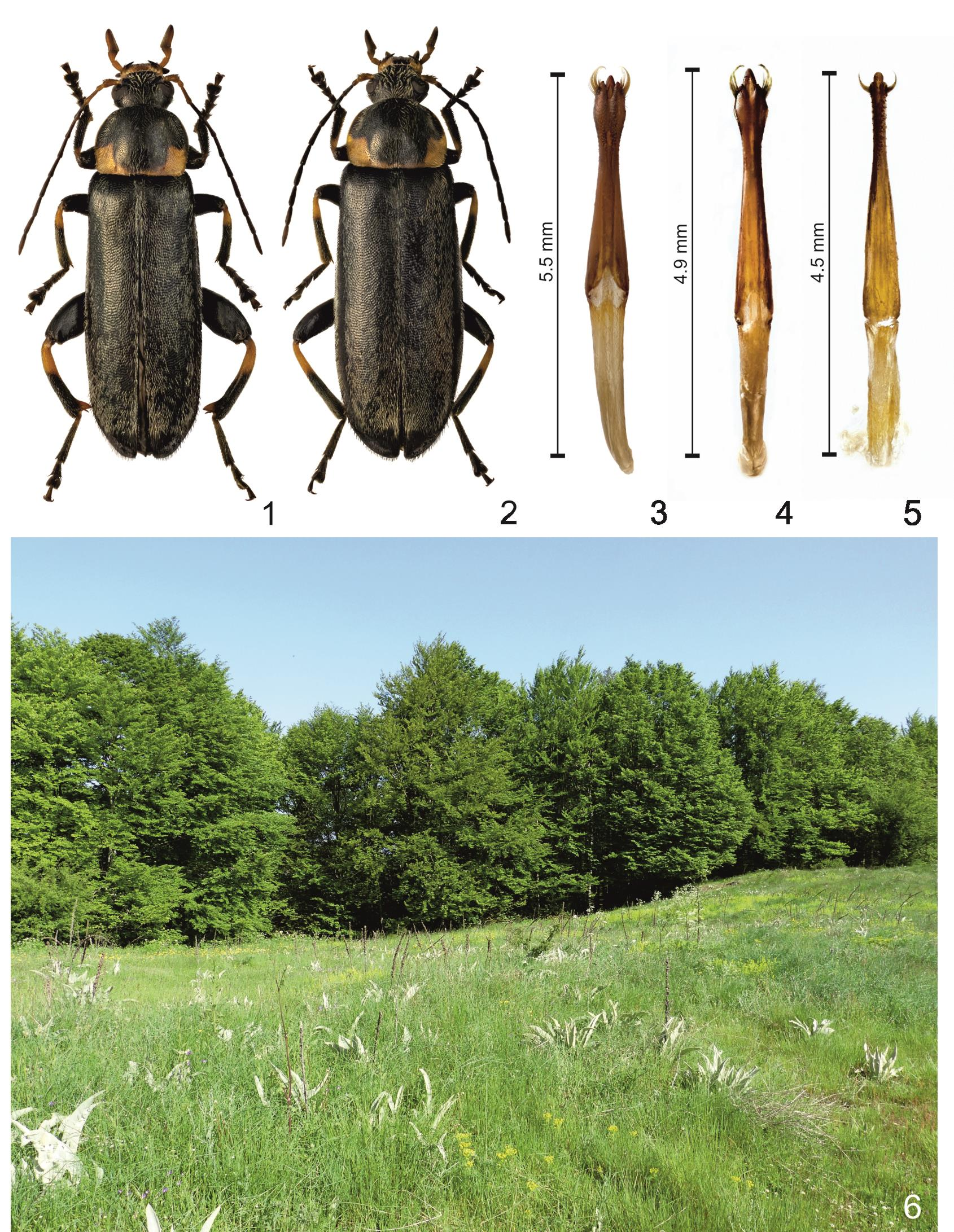 Figs 1 6: 1,3 holotype male of Osphya brusteli sp. nov.