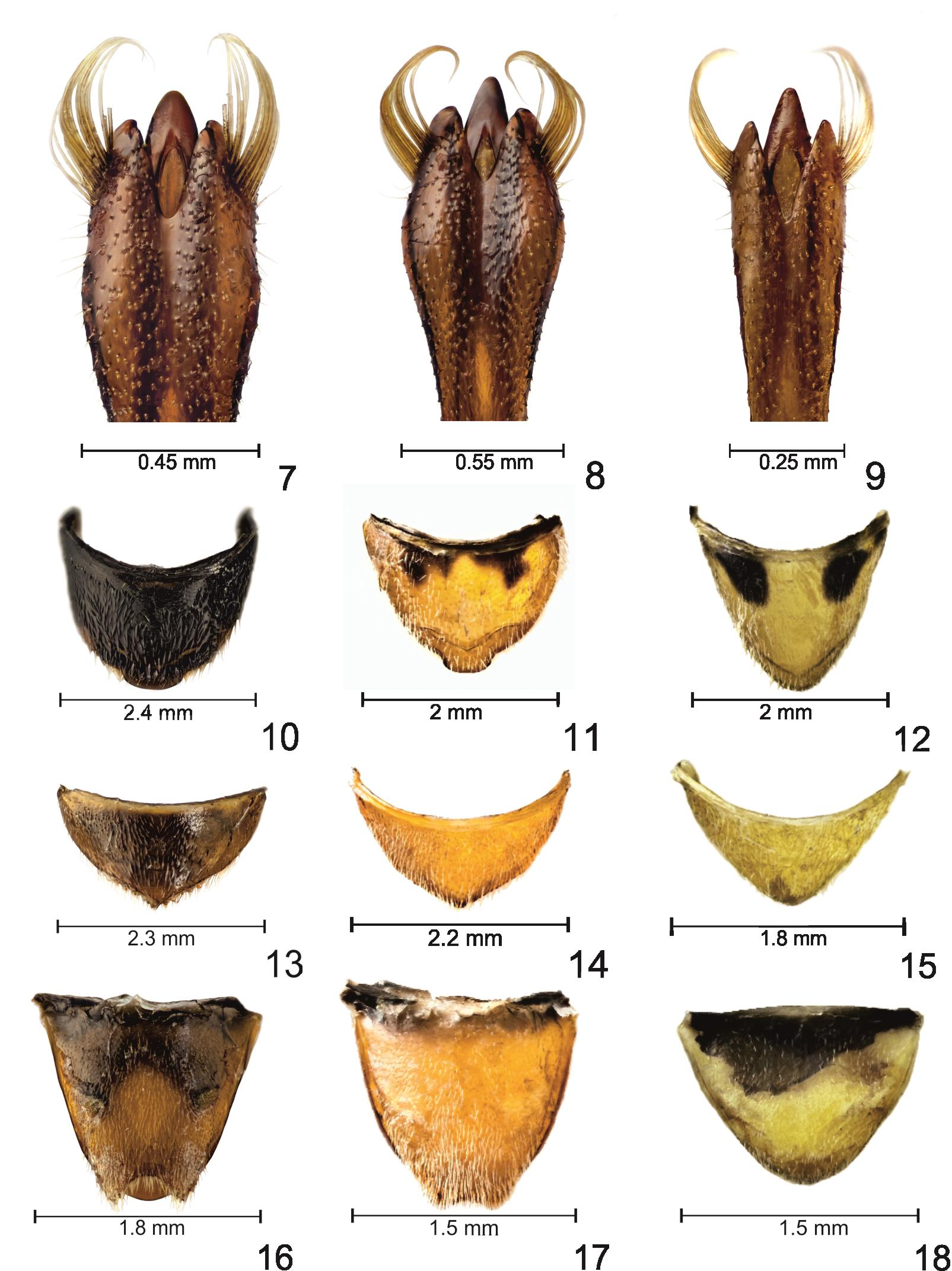 Figs 7 18: 7, 8, 9, 10 male of Osphya brusteli sp. nov. (7 holotype); 11 holotype male of Osphya lehnertae Konvička, 2014; 12 male of Osphya bipunctata (Fabricius, 1775); 13, 16 female of O.