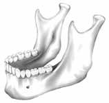Anatomie hlavy a krku. výběžek korunový (processus coronoideus) 2. výběžek kloubní (processus condylaris) 3. výběžek alveolární (processus alveolaris) 4. výběžek bradový (protuberantia mentalis) 5.