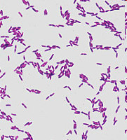 příklady užitečných bakterií Lactobacillus (mléčné bakterie) grampozitivní tyčky, zkvašují sacharidy