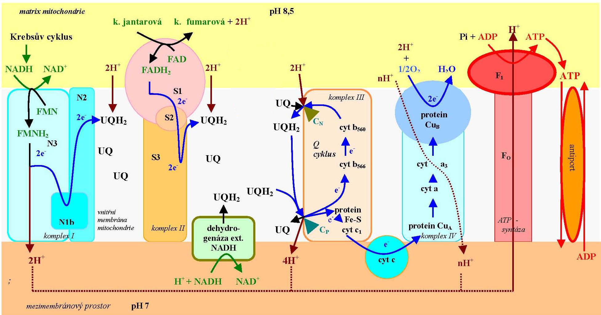 transport elektronu v dýchacím řetězci lipidová dvouvrstva vnitřní