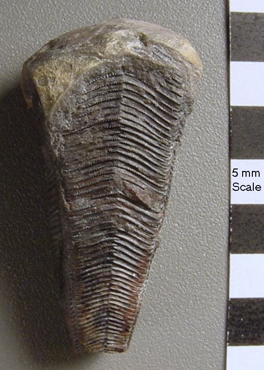 Conulata -