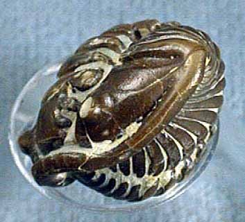 Asaphus sp., ordovik, barrandien Selenopeltis sp.