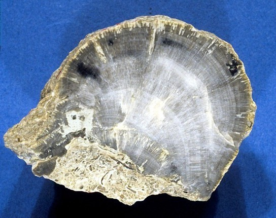 Monotrypa sp.