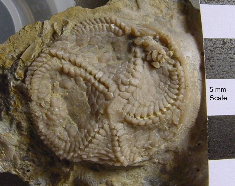 Echinodermata v ordoviku zastupují starobylé skupiny (např.