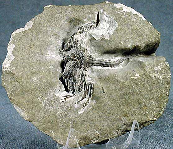 Iocrinus sp.