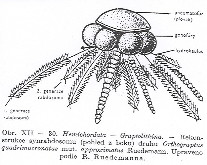 Graptoloidea: - někdy tvorba trsů opatřených plováky - pouze plankton