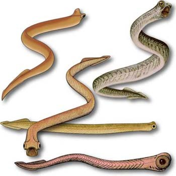 VERTEBRATA - AGNATHA CONODONTA - drobné rybičkovité formy, nekton, (?
