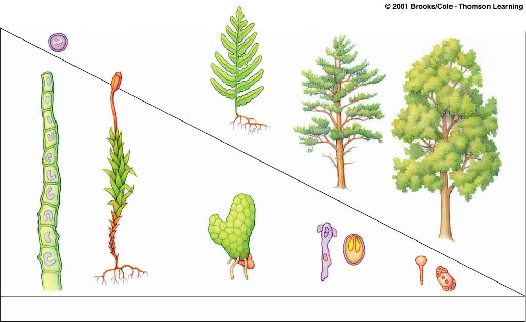2 základní strategie z pohledu rozmnožování - mechorosty - cévnaté rostliny GAMETOFYT SPOROFYTE BRYOPHYTA CHLOROPHYTA BRYOPHYTA KAPRAĎOROSTY GYMNOSPERM. ANGIOSPERM.