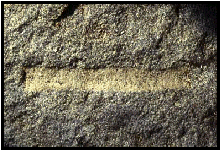 Radiolaria (mřížovci) v paleozoiku jen Nasselaria.