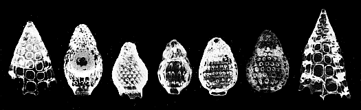 ponikevské souvrství) Platysolenites sp.