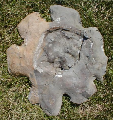 PORIFERA idealizovaná