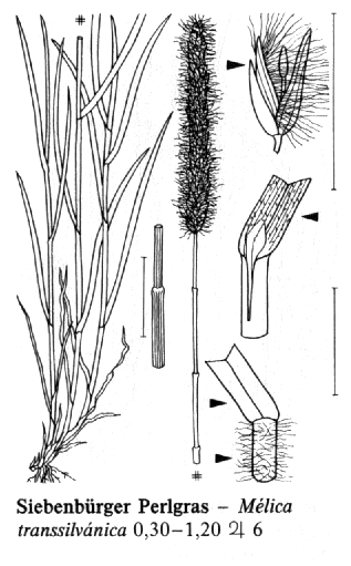 Melica transsilvanica strdivka sedmihradská Trsnatá dlouhé výběžky Pochvy dol.. l.: l.: dlouze chlupaté Listy: ploché, vyniklé stř.