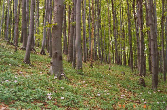 Stanoviště Melica uniflora