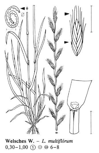 Lolium perenne