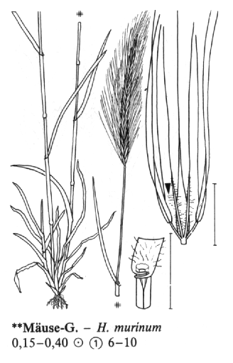 Hordeum murinum ječmen myší Vřeteno na uzlinách brvité Ouška: objímající