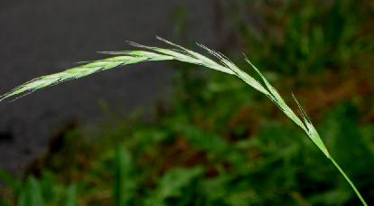 Elymus caninus pýrovník psí Volně trsnatý Listy: chabé Čepel: : měkká Vrchol květenství: převislý Osiny: