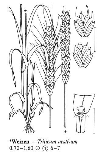 Triticum aestivum pšenice setá Jednoleté, trsnaté Ouška: : dlouhá, pýřitá, přesahující