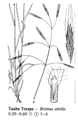 Anisantha sterilis sveřepec jalový Bromus sterilis Klásky: lysé, cca 3 cm Lata: řídká,