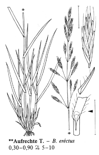 Bromopsis erecta kostřavice vzpřímená Bromus erectus Středně statná, trsnatá Listy: brvité Větve klásků: : vzpřímené